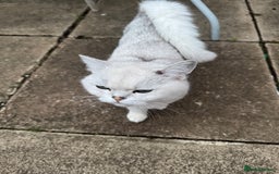 British Shorthair cats for sale: White British Short Hair  - Image 6