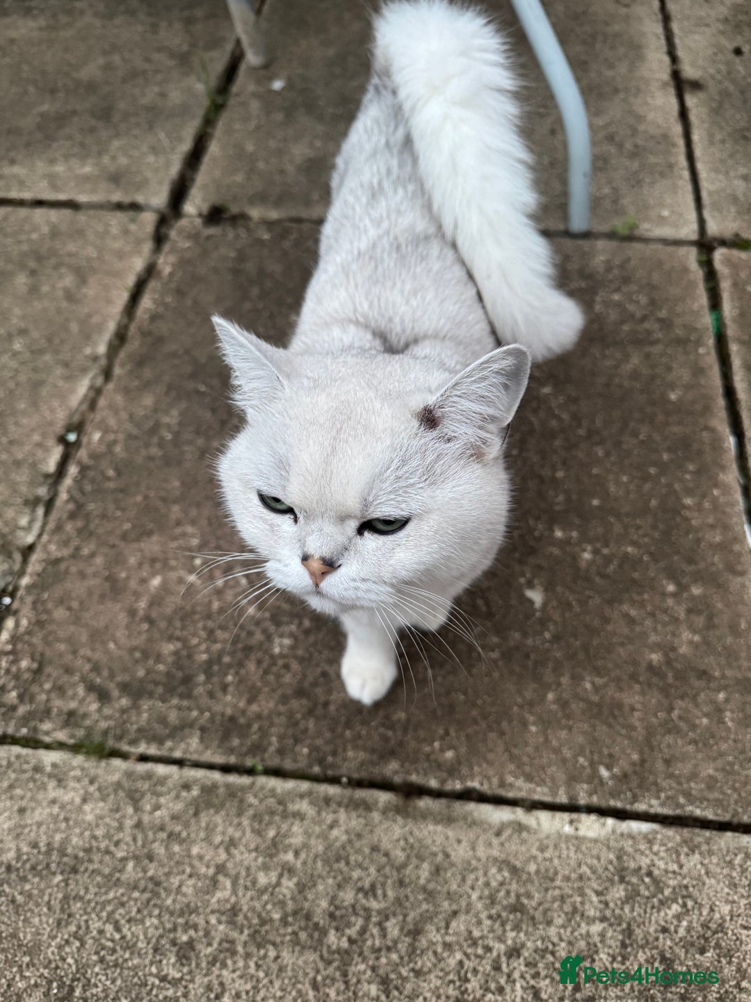 British Shorthair cats for sale: White British Short Hair  - Image 6