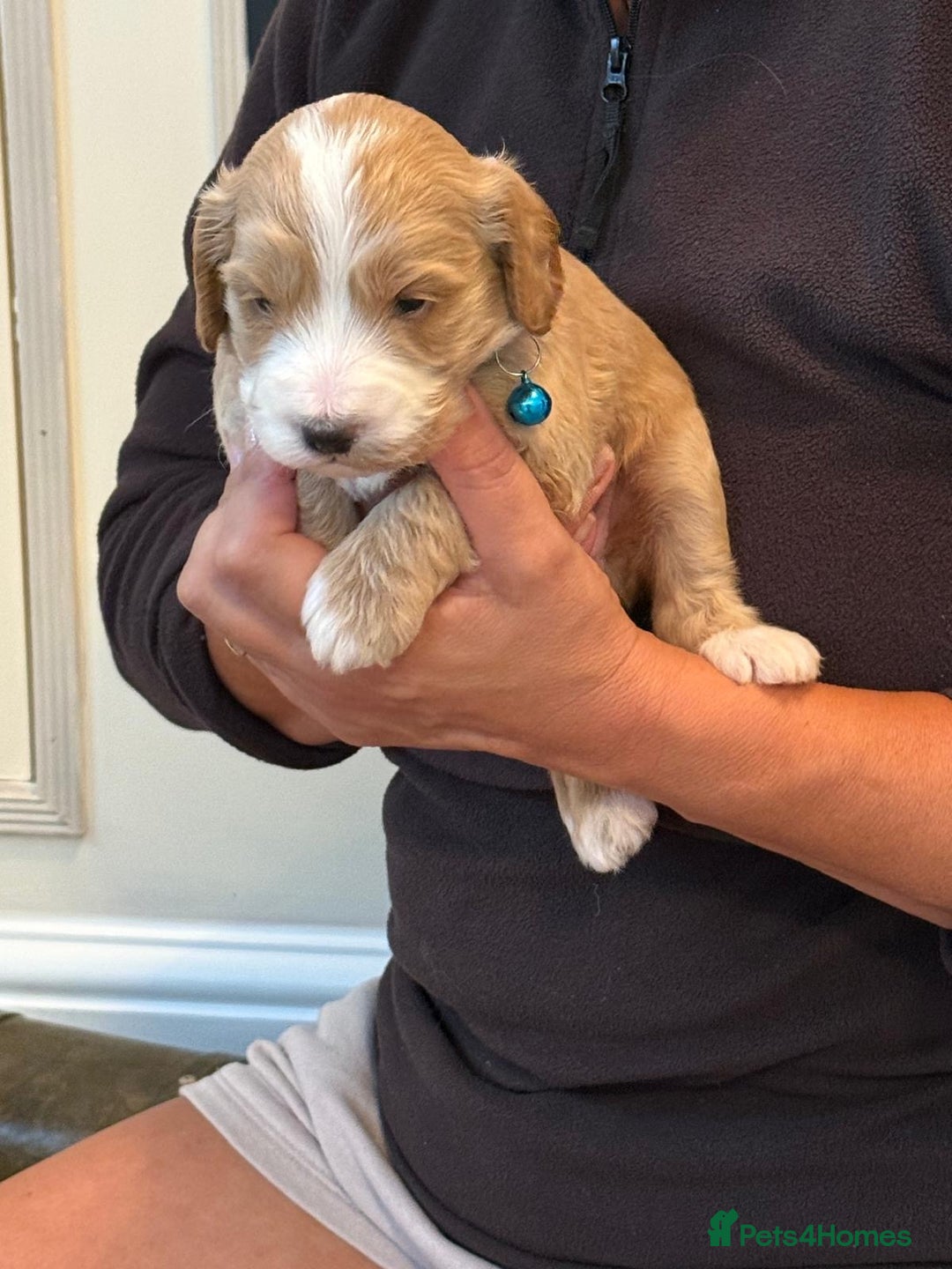 Cockapoo dogs for sale: Beautiful Golden Cockerpoo Puppies 2 Girl & 4 Boy - Image 34
