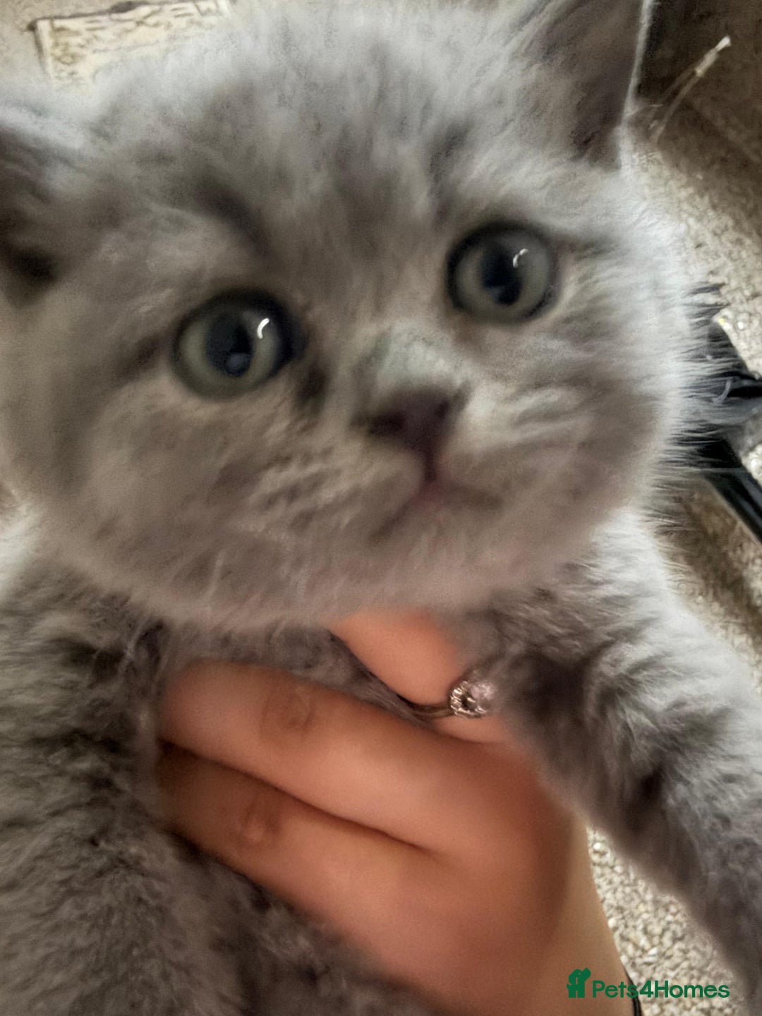 British Shorthair cats for sale: British Shorthair kitten  - Image 35