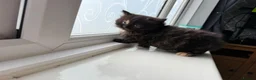 Mixed Breed cats for sale: 2 beautiful kittens for sale  - Advert 9