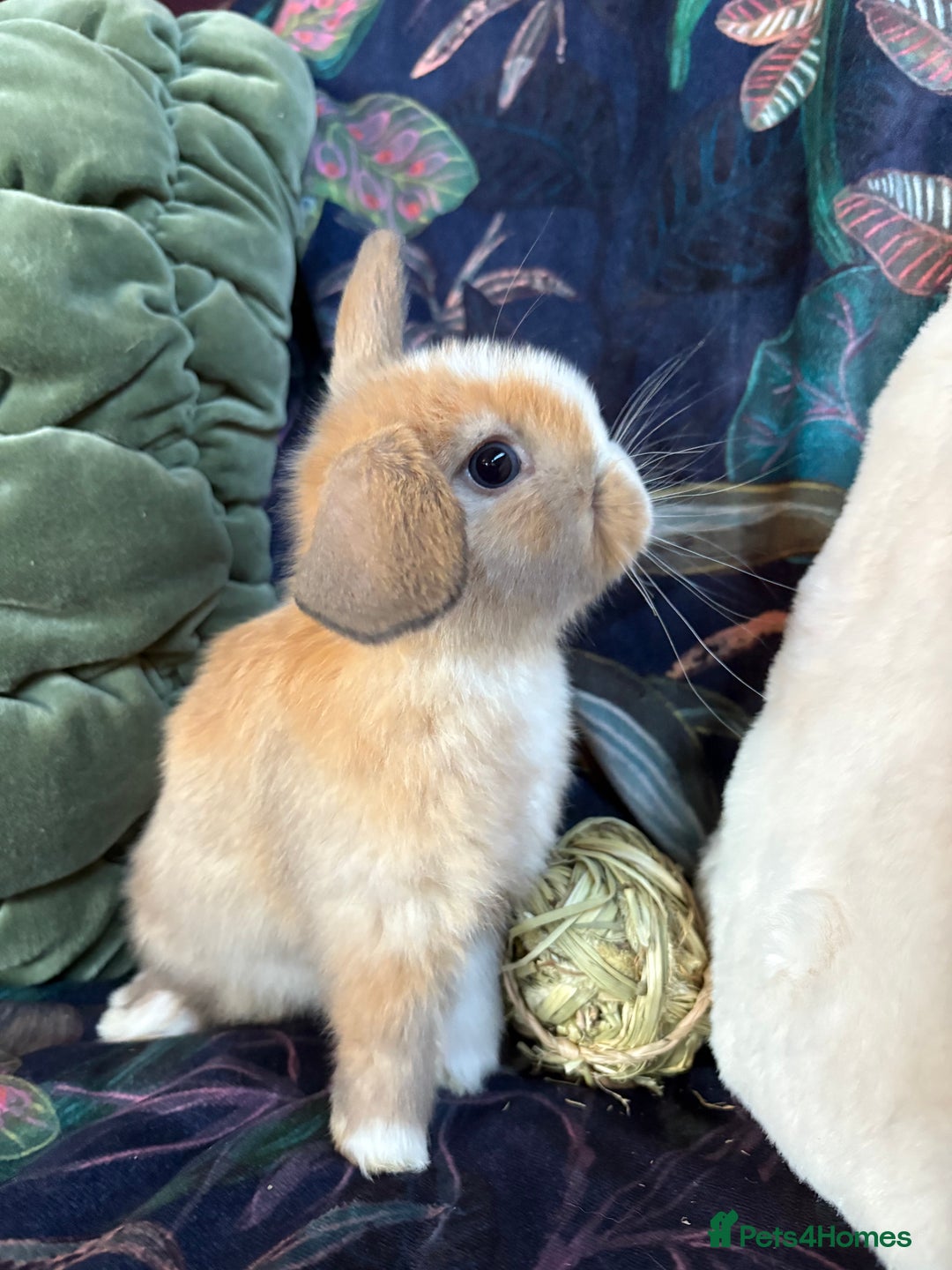 Dwarf Lop rabbits for sale: Super cute and cuddly dwarf lops (vaccinated) - Advert 4