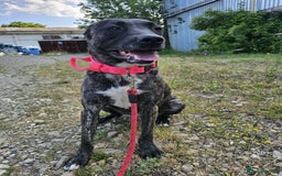 Mixed Breed dogs for adoption: A Beautiful and Gentle Girl - for a Loving Home - Image 36