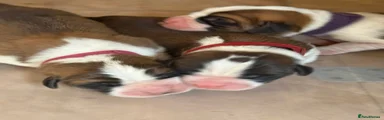 Saint Bernard 1 Red 