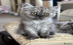 Persian cats for sale: 2 Cuddly Pedigree Persian Babies💙 - Image 4