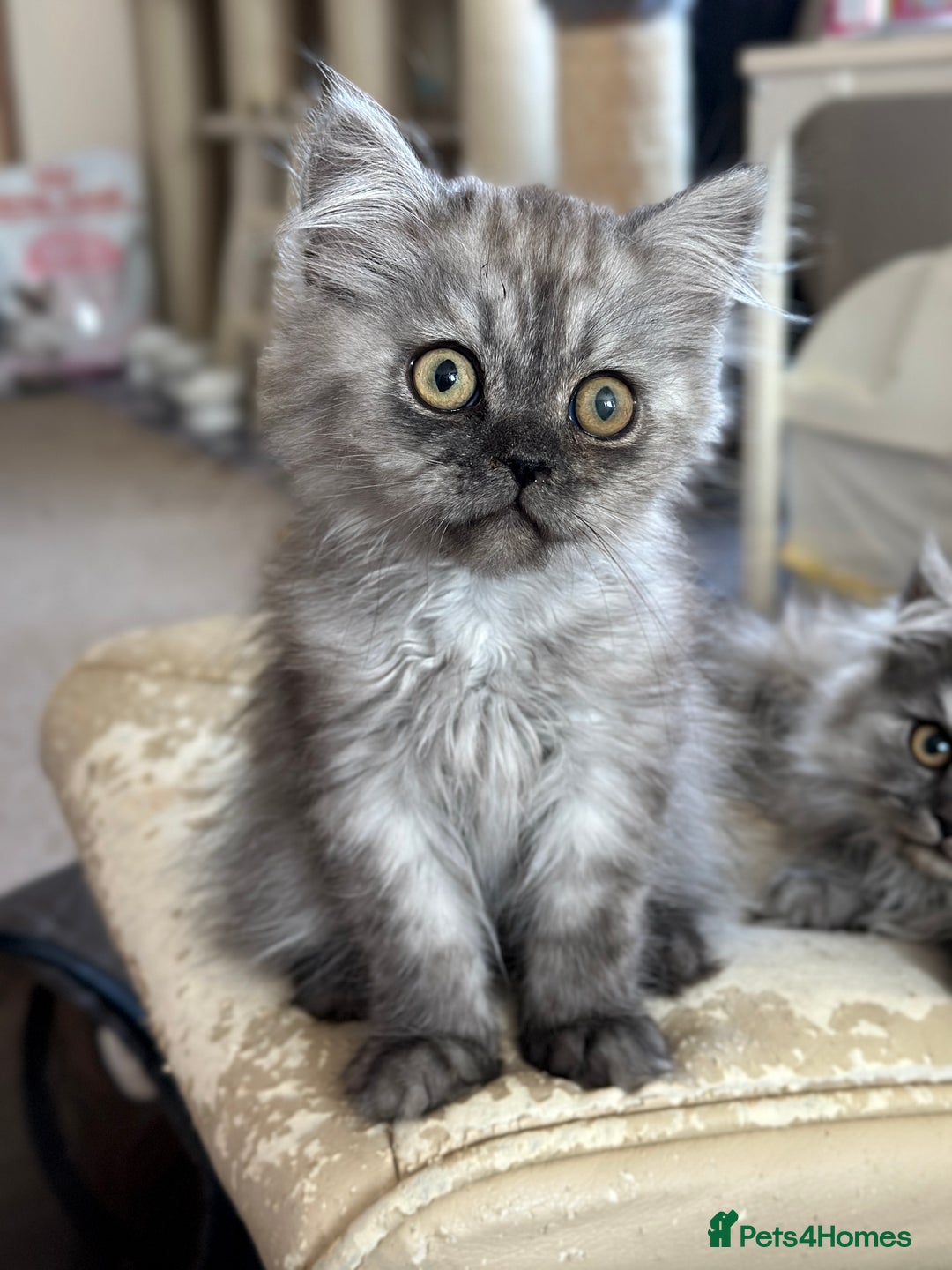 Persian cats for sale: 2 Cuddly Pedigree Persian Babies💙 - Image 4