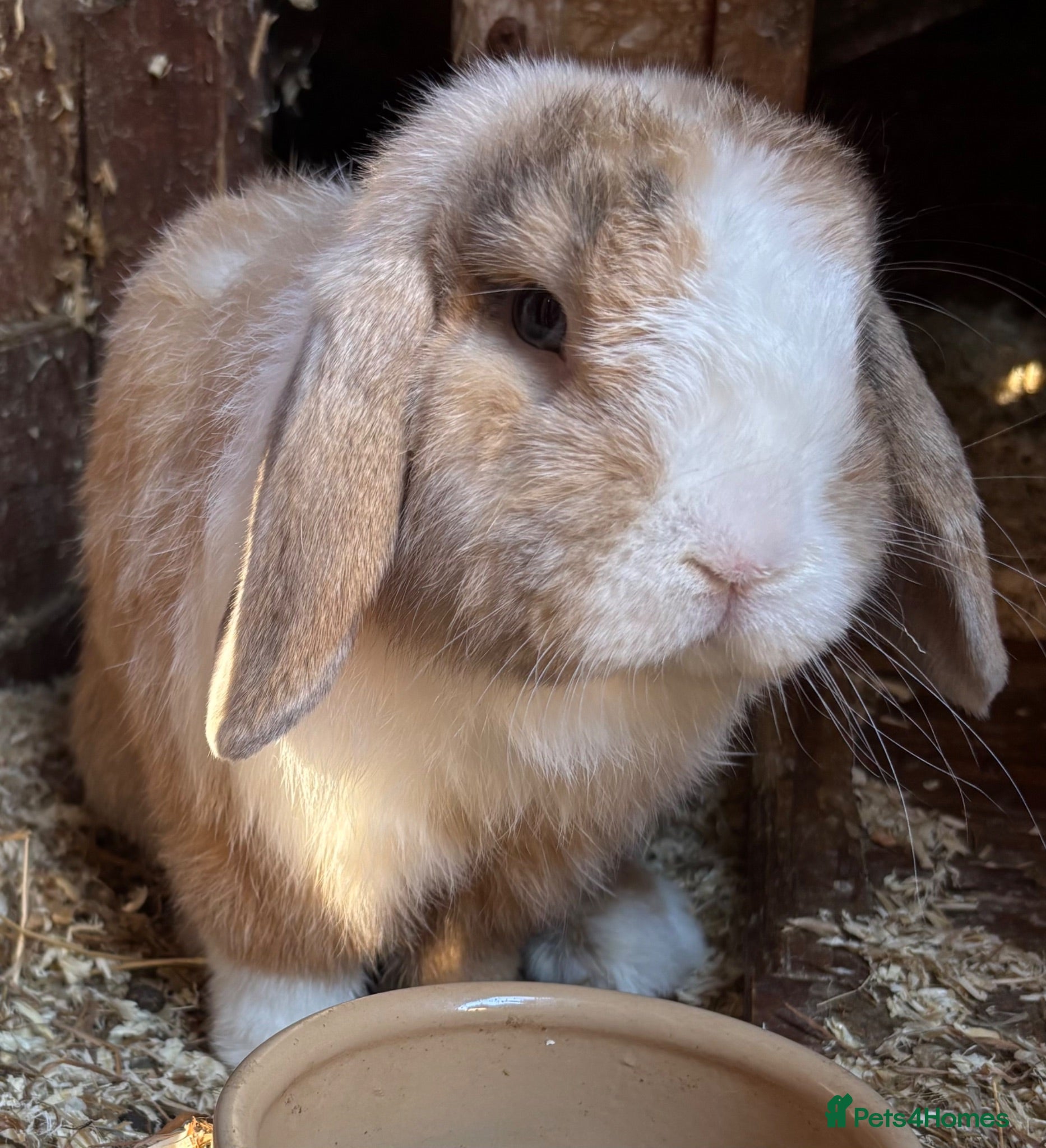 Dwarf Lop rabbits Rabbit in desperate need of good home  - Advert 1