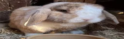 Dwarf Lop rabbits for sale: Rabbit in desperate need of good home  in Nottingham - Advert 1