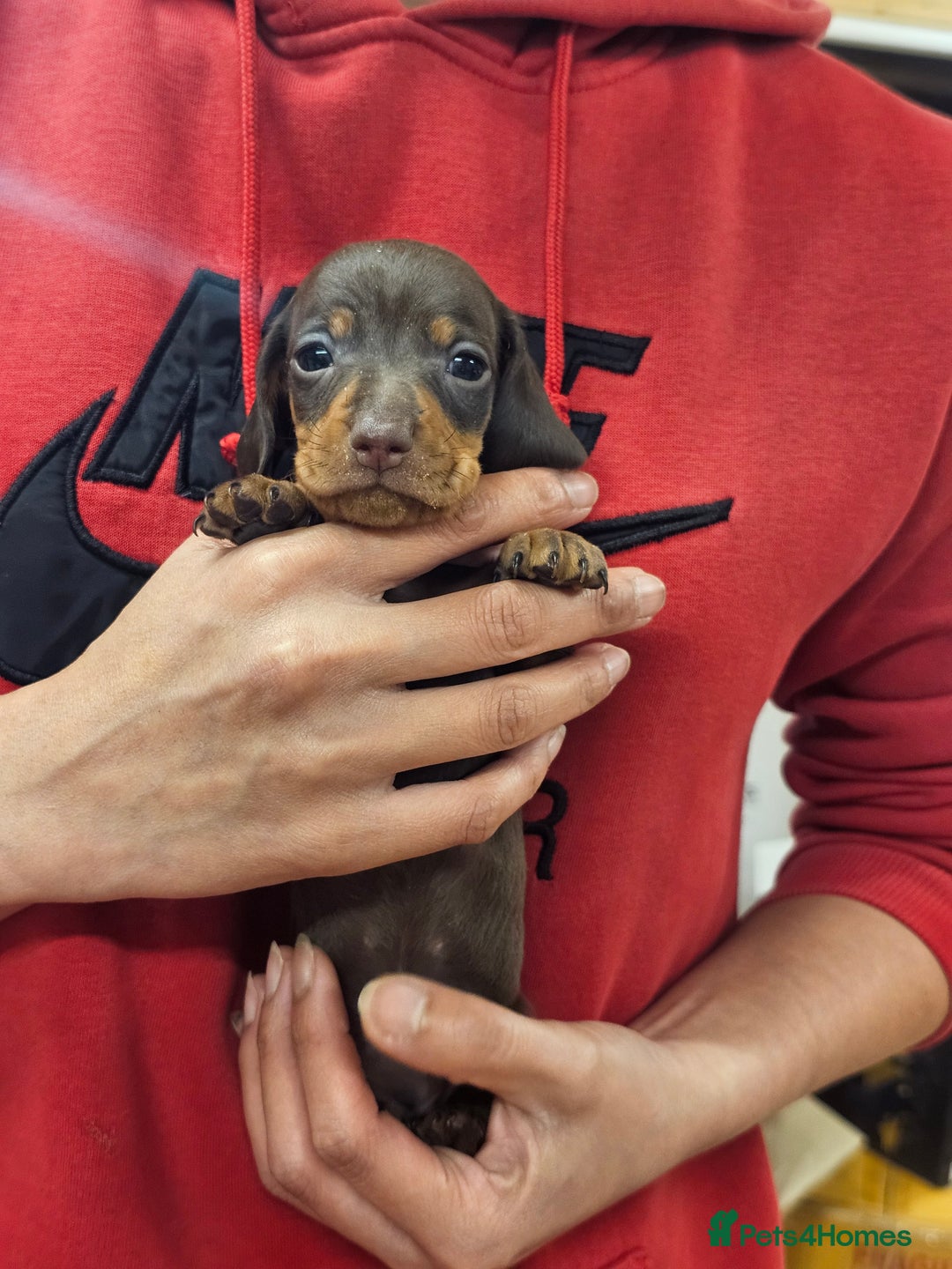 Miniature Dachshund dogs for sale: KC Registered Miniature Dachshund Puppies - Image 10