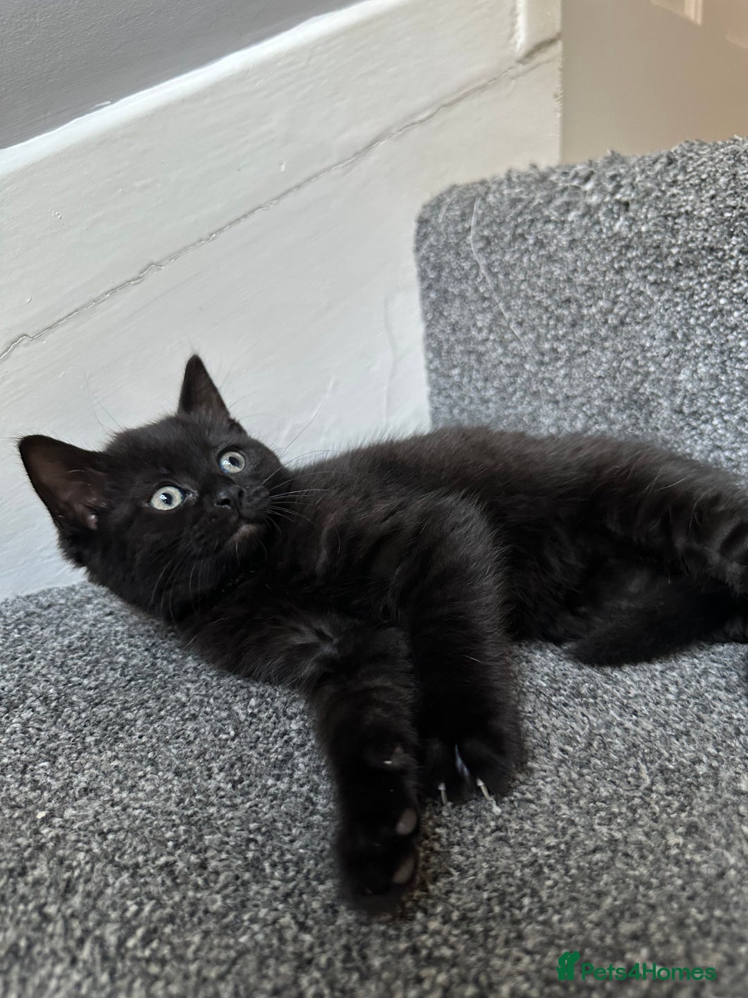 Mixed Breed cats for sale: ✨Meet Our Beautiful Bengal Mix Girls!✨ - Advert 11