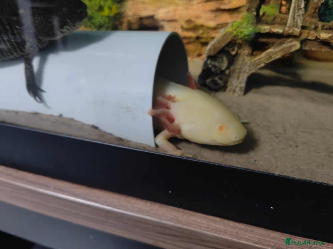 Axolotl reptiles for sale: Axolotls - Advert 2