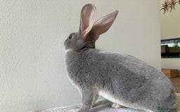 Rex rabbits for sale: Mini REX Bunnies - Image 4