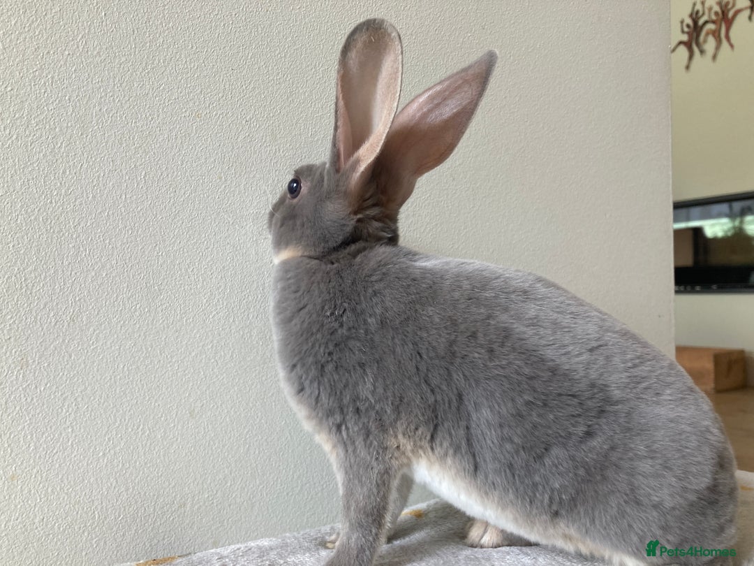 Rex rabbits for sale: Mini REX Bunnies - Image 4