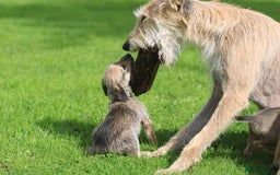 Lurcher dogs for sale: Rough coated lurcher puppies  - Image 10