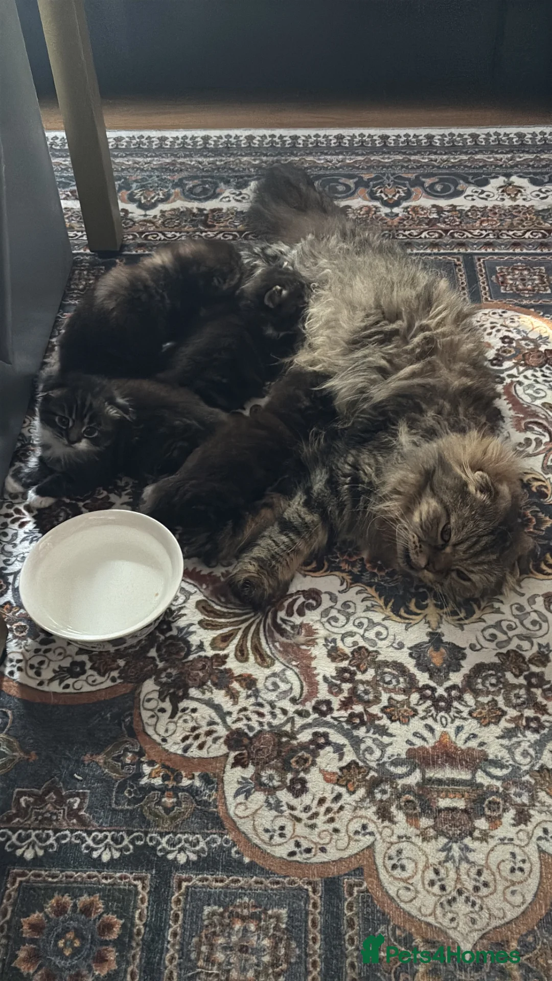 Scottish Fold cats for sale: Scotish fold long hair in London - Advert 2