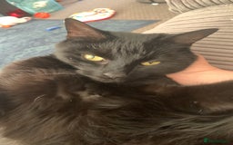 Domestic Shorthair cats for sale: Donnie, loving boy - Image 6