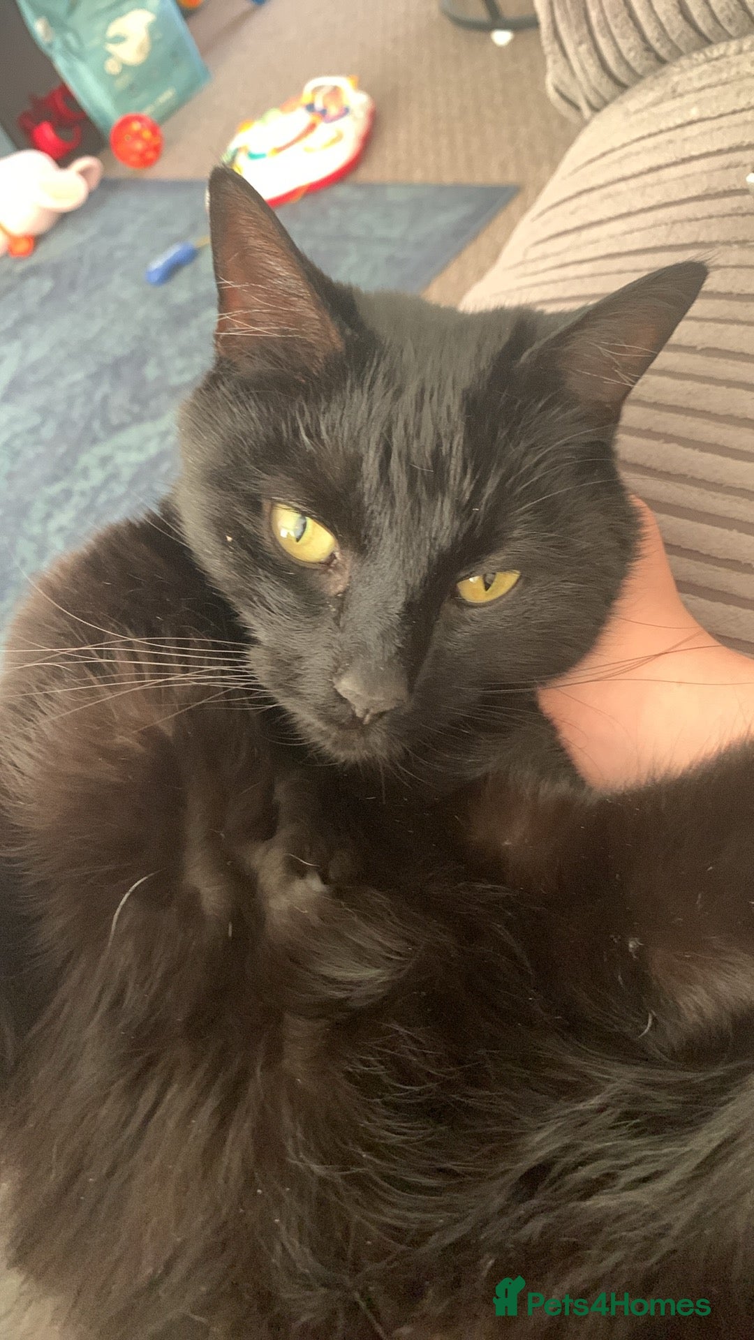 Domestic Shorthair cats for sale: Donnie, loving boy - Image 6