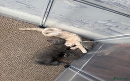 Domestic Shorthair cats for sale: 3 kittens(ginger,grey) ready to join their new hom - Image 12