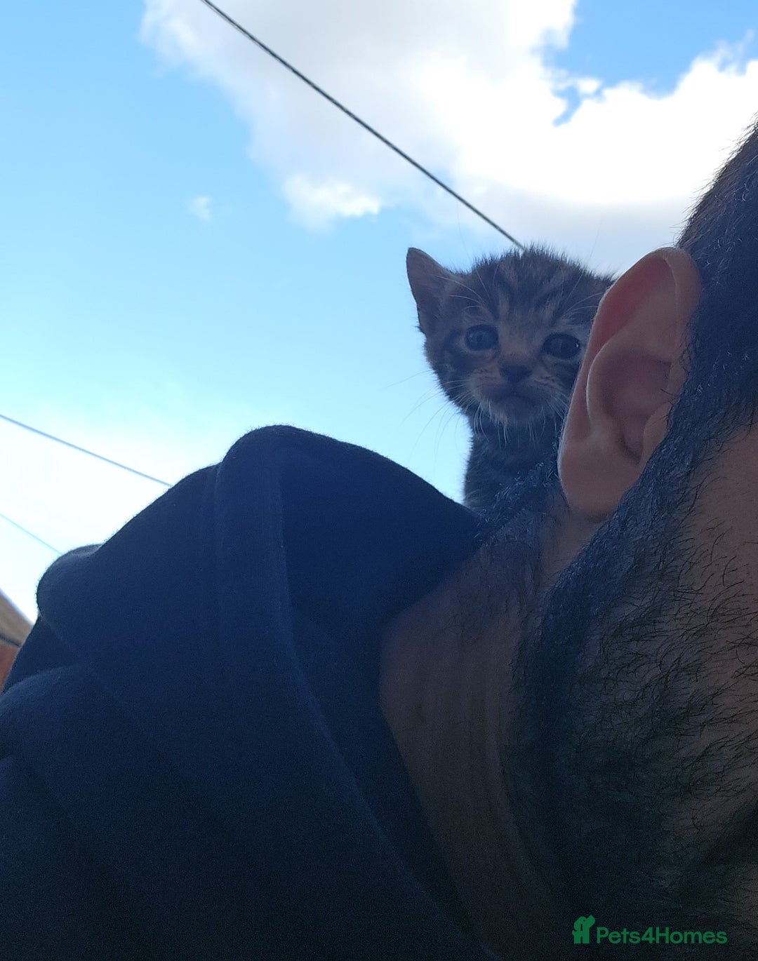 Domestic Shorthair cats for sale: 1 grey tabby and 3 black shorthair kittens in London - Image 4