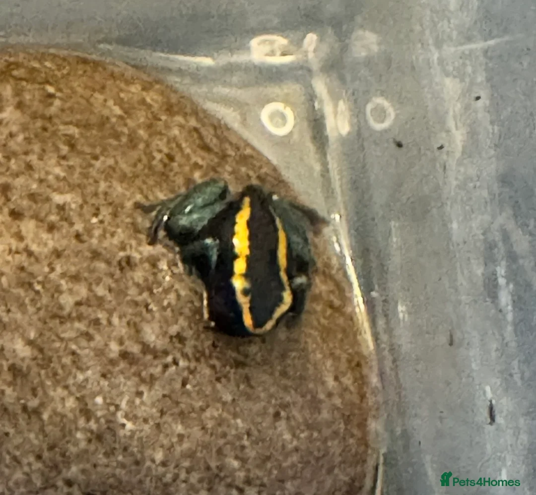 Frog reptiles for sale: Phyllobates Vittatus Dart froglets  - Advert 3