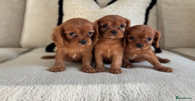 Cavalier King Charles Spaniel dogs KC registered Health tested King Charles cavalier - Advert 12