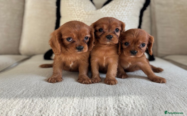 Cavalier King Charles Spaniel dogs KC registered Health tested King Charles cavalier  - Advert 11