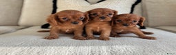 Cavalier King Charles Spaniel dogs for sale: KC registered Health tested King Charles cavalier - Advert 6
