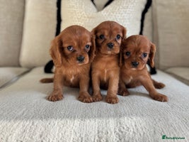 Cavalier King Charles Spaniel dogs KC registered Health tested King Charles cavalier - Advert 12