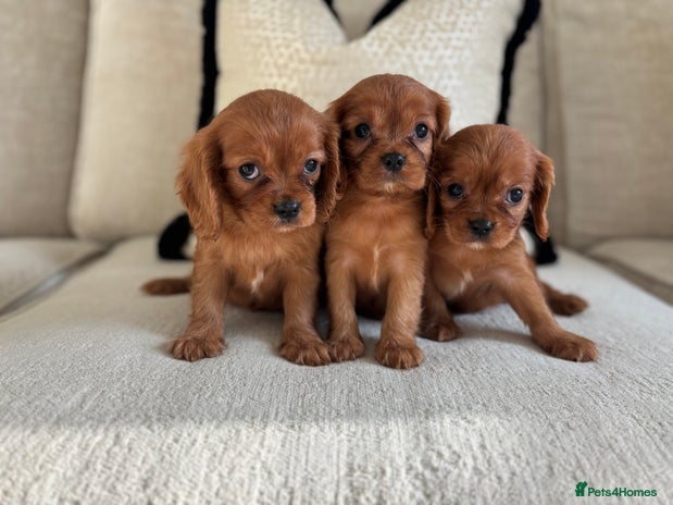 Cavalier King Charles Spaniel dogs KC registered Health tested King Charles cavalier - Advert 1