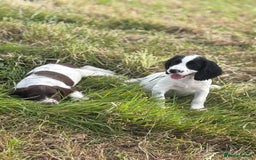 English Springer Spaniel dogs for sale: Stunning DNA Clear KC Springer Spaniel Puppies  - Image 12