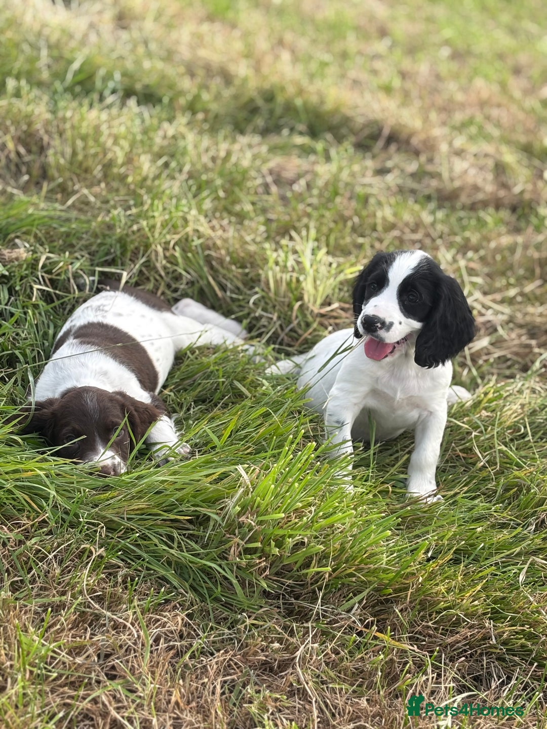 English Springer Spaniel dogs for sale: Stunning DNA Clear KC Springer Spaniel Puppies  - Image 12