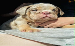 English Bulldog dogs for sale: READY NOW LILAC MERLE ENGLISH BULLDOG BOY in Gunnislake - Image 24
