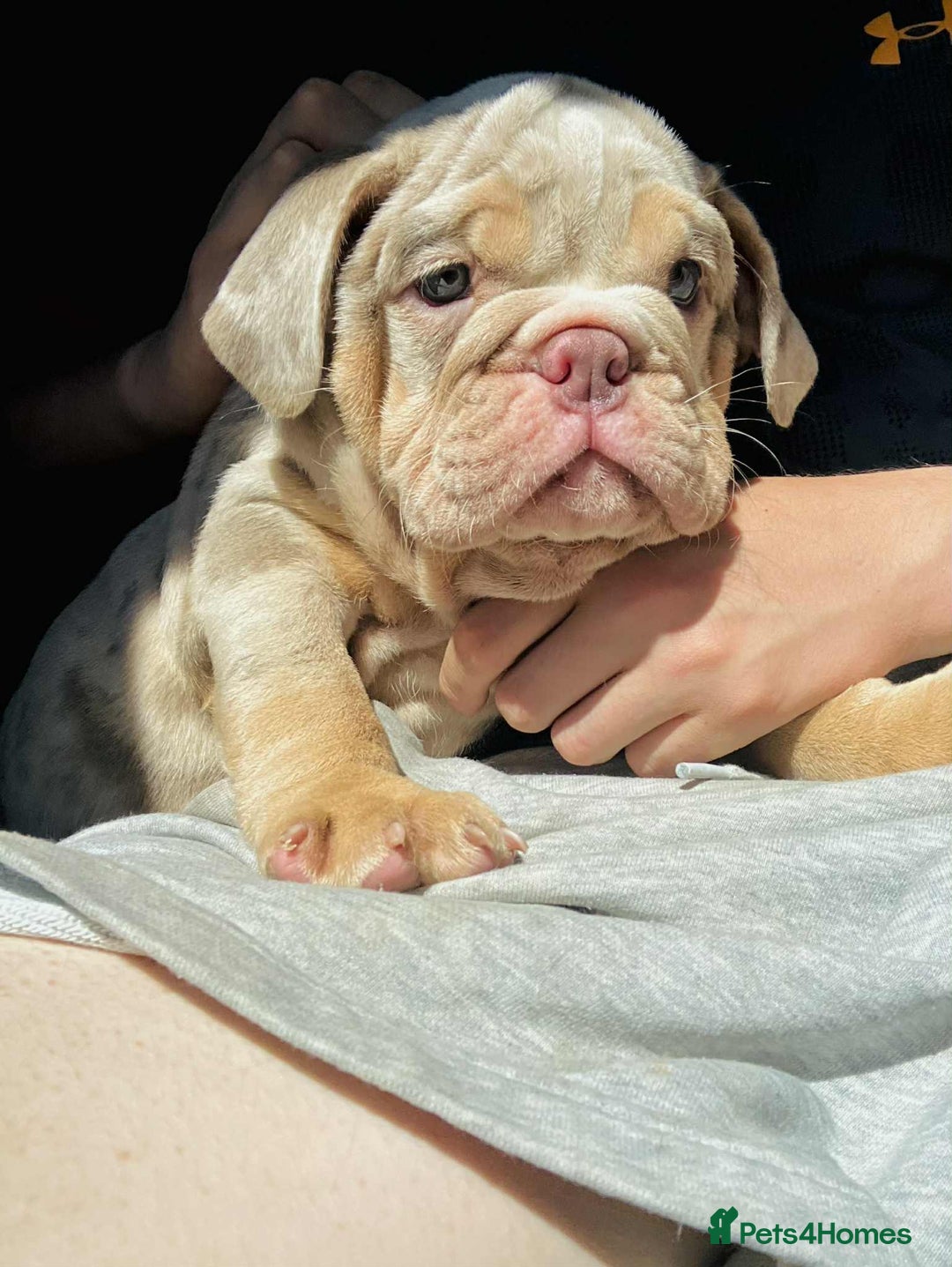 English Bulldog dogs for sale: READY NOW LILAC MERLE ENGLISH BULLDOG BOY in Gunnislake - Image 24