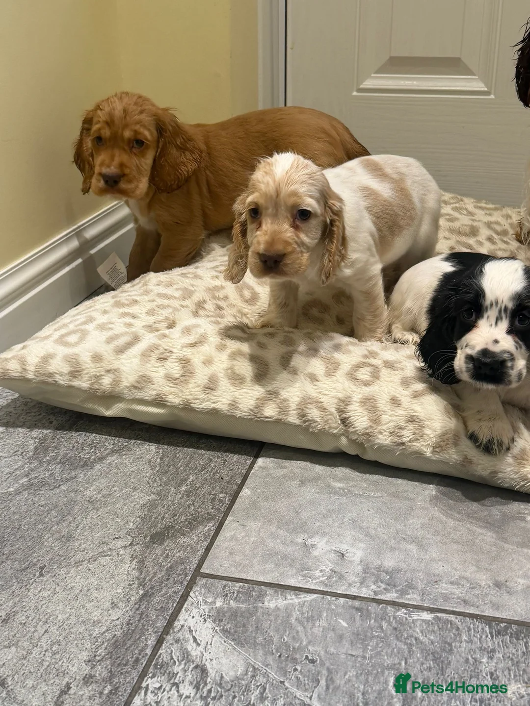 Cocker Spaniel dogs for sale: OUTSTANDING ADORABLE SHOW TYPE COCKER SPANIEL  - Advert 3