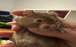 Hamster rodents for sale: Stunning home-bred Syrian hamster pups  - Image 5