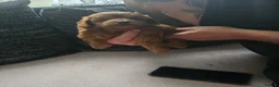 Cavapoo dogs for sale: Cavapoo F2 - Advert 11