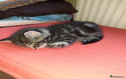 Domestic Shorthair cats for sale: Beautiful, friendly, playful &healthy kittens - Image 13