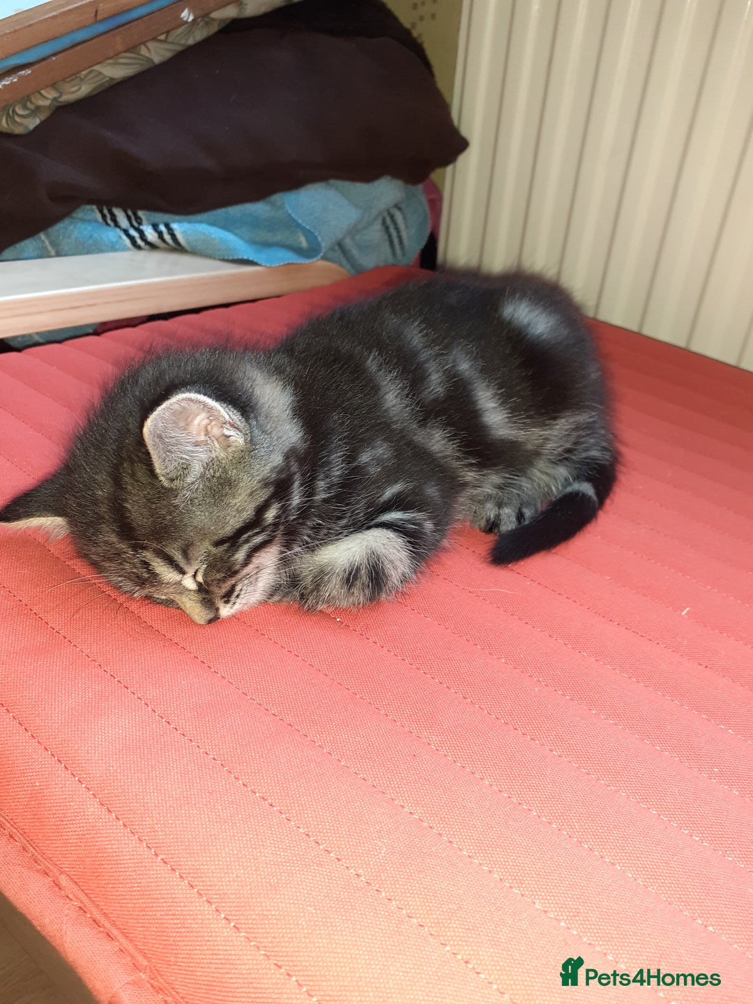 Domestic Shorthair cats for sale: Beautiful, friendly, playful &healthy kittens - Image 13