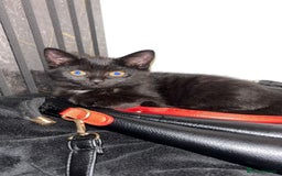 American Shorthair cats for sale: 3 Tabby kittens and 1 bombay kitten - Image 14