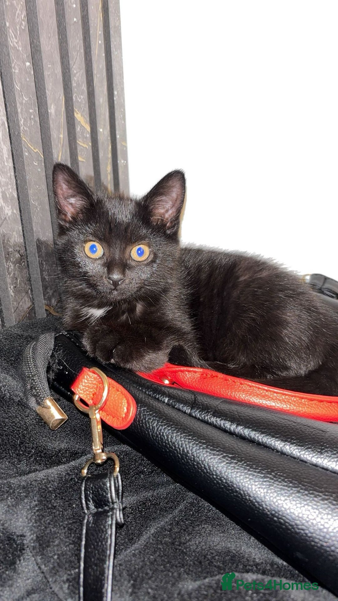 American Shorthair cats for sale: 3 Tabby kittens and 1 bombay kitten - Image 14