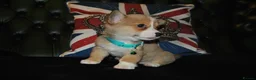Welsh Corgi Pembroke dogs for sale: Are Beautiful Girls Storm/Darling/Petal - Advert 39
