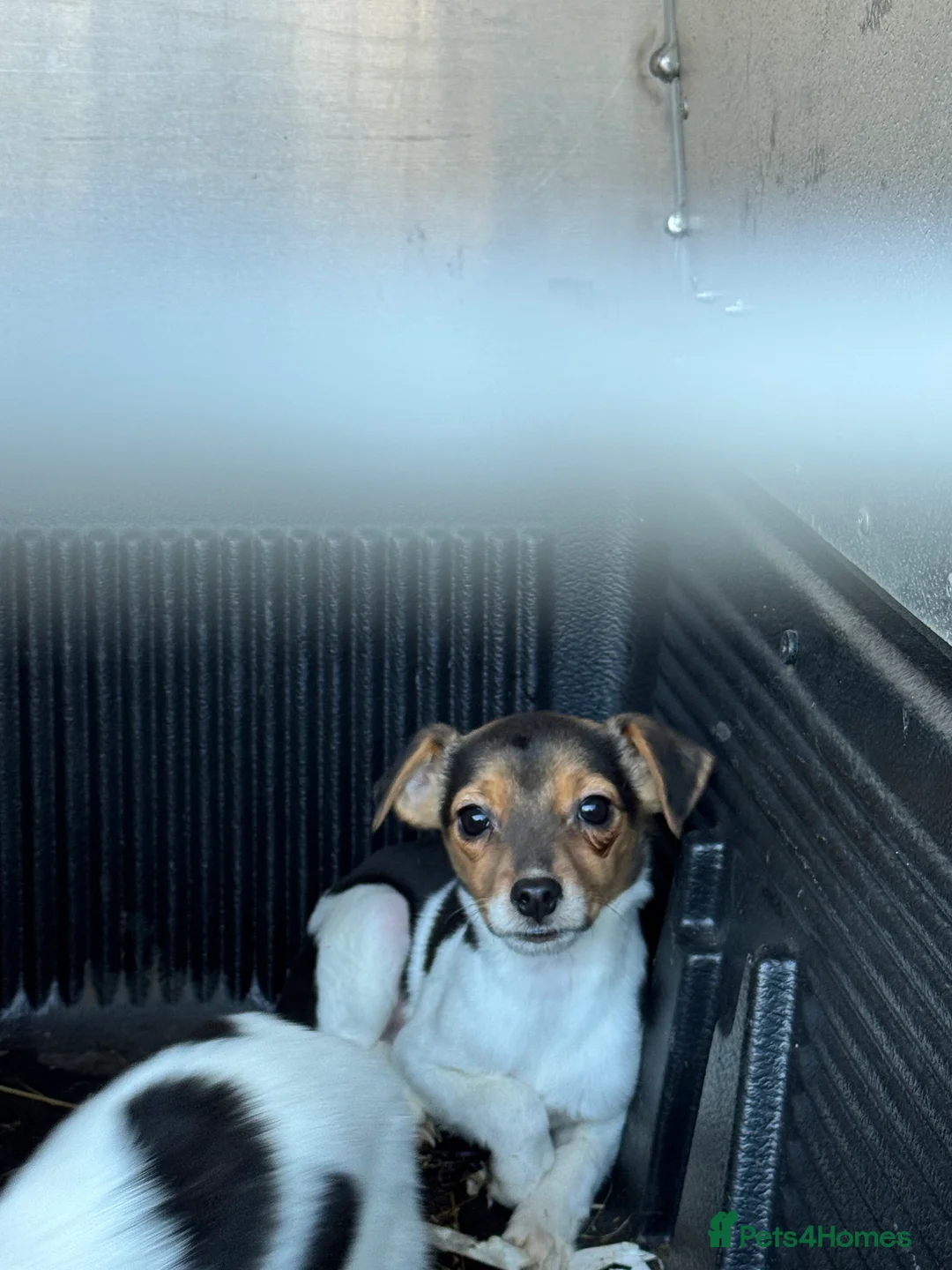 Mixed Breed dogs for sale: Chi Jack puppies - Advert 2