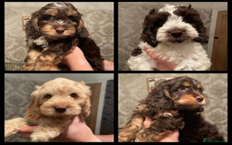 Toy Poodle dogs for stud: KC registered poodle studs in Bolton - Image 12