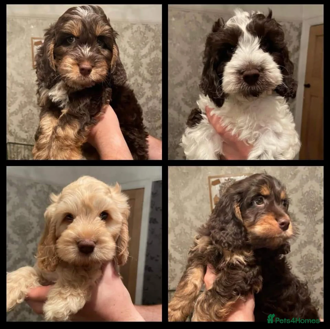 Toy Poodle dogs for stud: KC registered poodle studs in Bolton - Advert 12