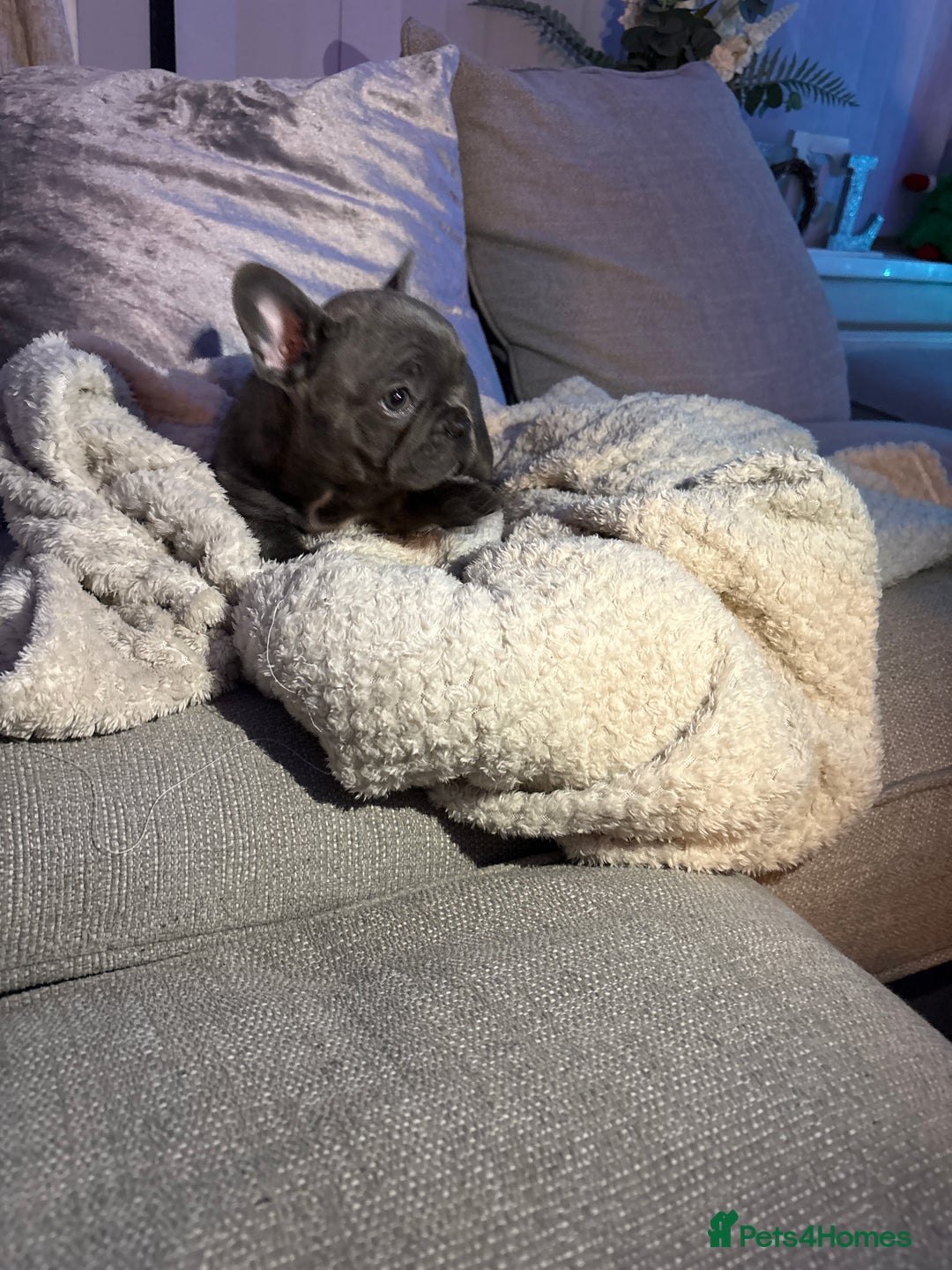 French Bulldog dogs for sale: Ready today! Beautiful french bulldog puppies - Advert 11