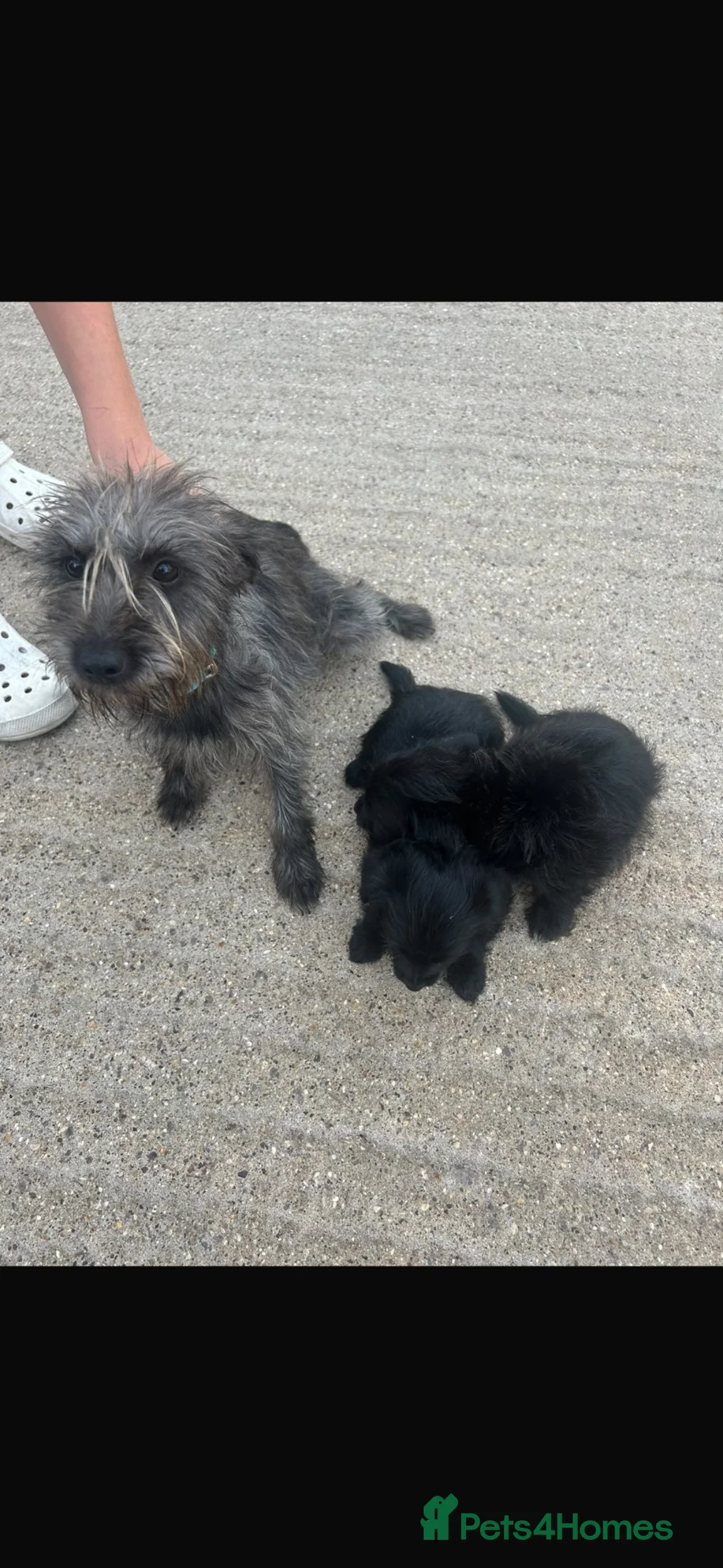 Mixed Breed dogs for sale: Jack Russell Kern Terrier cross - Advert 8