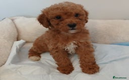 Cockapoo dogs for sale: Adorable F1B red cockapoo puppies  - Image 6