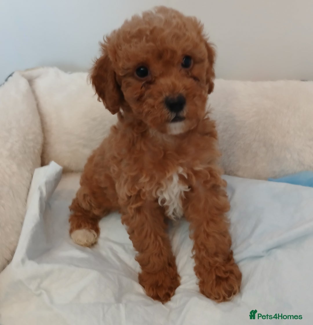 Cockapoo dogs for sale: Adorable F1B red cockapoo puppies  - Image 6