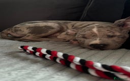 American Bully dogs for sale: American bully pup - Image 3