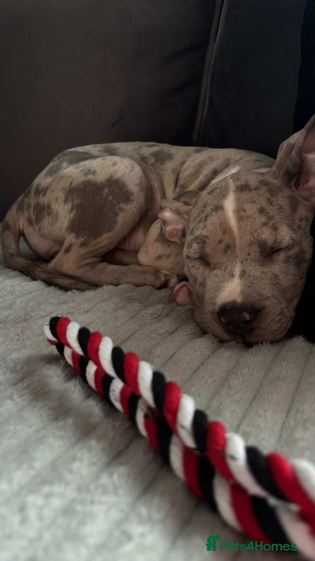 American Bully dogs for sale: American bully pup - Image 3